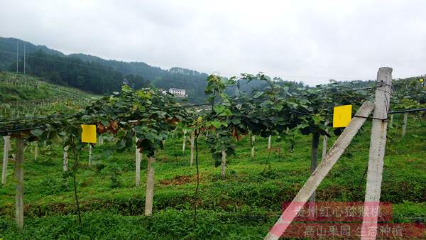 水城红心猕猴桃是贵州六盘水市重点打造项目