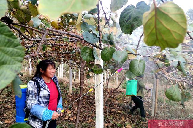 猕猴桃打药 四川广元苍溪秋季猕猴桃树管理注意要点
