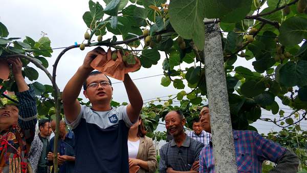 贵州干部还是决定号召村民投工投劳种植红心猕猴桃