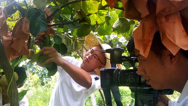 武陵源区一市民在爬树采摘野生猕猴桃