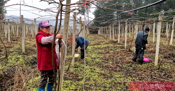 让猕猴桃成为优势产业 湖北省猕猴桃协会会长 程少明