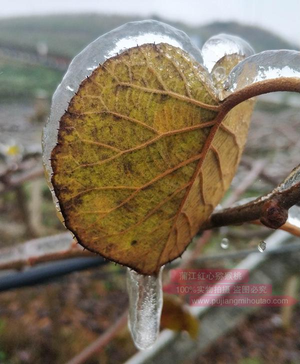 西藏察隅猕猴桃 西藏林芝察隅种植猕猴桃 种植软籽石榴作为防风林