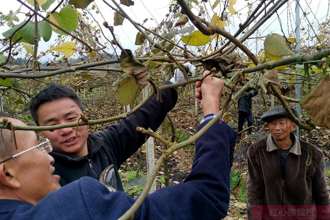 西藏察隅猕猴桃 西藏林芝察隅种植猕猴桃 种植软籽石榴作为防风林