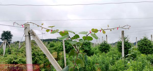 贵州有机猕猴桃果园