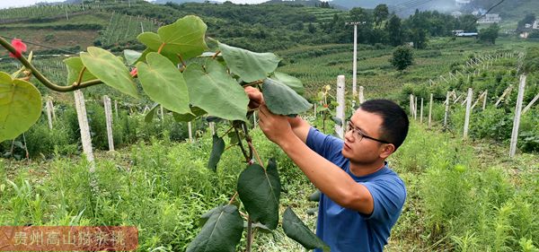 陕西省眉县猕猴桃产业园区管委会立足拓展建设猕猴桃全产业链
