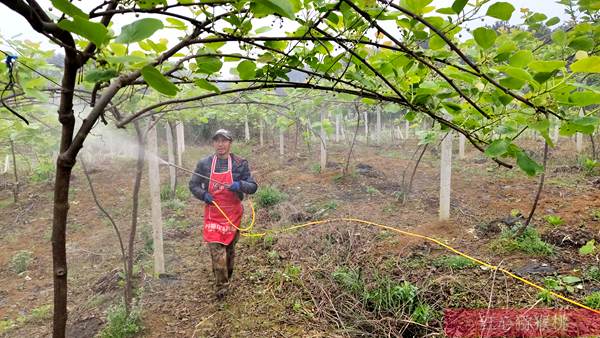 贵州省铜仁松桃县发现大量野生猕猴桃 如何合理利用好