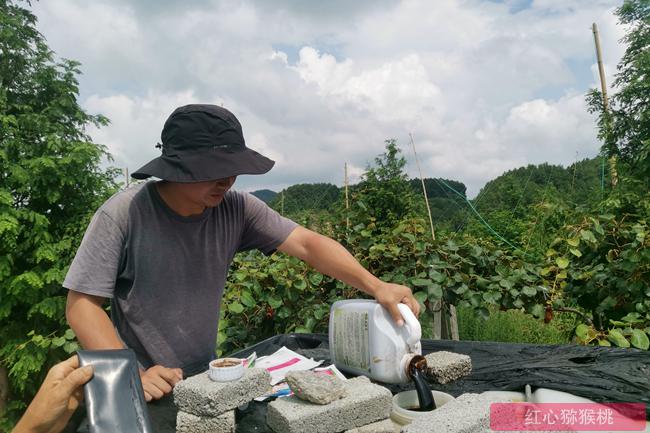 红心猕猴桃基地管理 四川宜宾兴文县家庭农场的红心猕猴桃基地里迎来采收季
