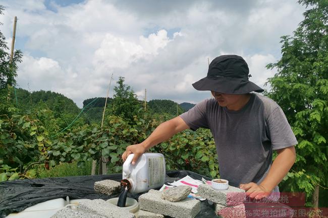 红心猕猴桃基地管理 四川某某现代农业股份有限公司债务缠身 猕猴桃基地四分五裂