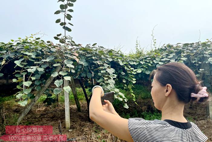 四川广元苍溪红色热土孕育红心猕猴桃