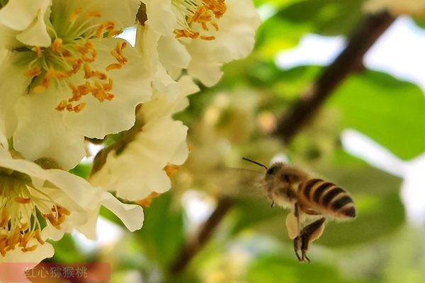 红心猕猴桃为什么要采用人工授粉 花粉科学使用方法(顶)