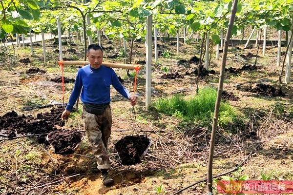 贵州凯里黄平县旧州镇猕猴桃产业基地进入管护期