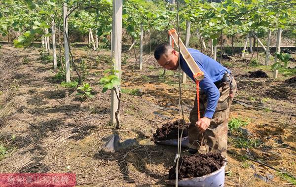 目前东红猕猴桃果树有利于田间管理和提升花粉产品质量