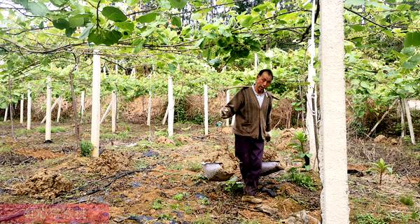 云南山区农业依靠种植猕猴桃致富