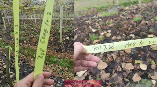 “阳光金果”大卖之后 佳沛诉高昊昱案后续