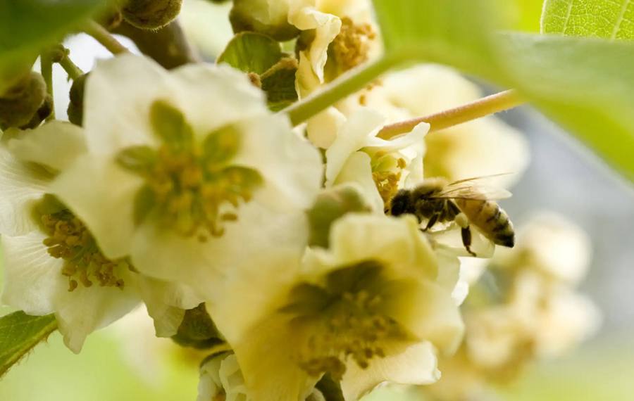 蜜蜂造访多少次才能给猕猴桃完成授粉？Dr Mark Goodwin论文结论