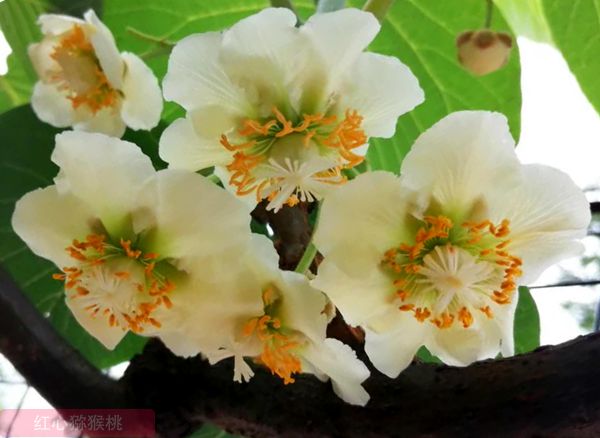 猕猴桃花粉 猕猴桃花粉使用注意事项