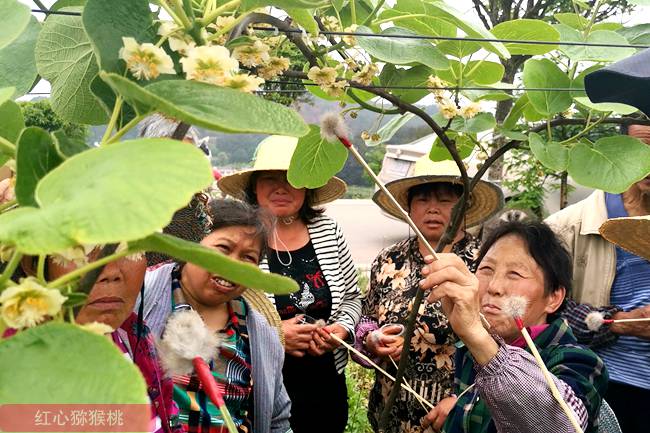 猕猴桃散花授粉 猕猴桃花粉的采集、配比、人工授粉的方法及注意事项