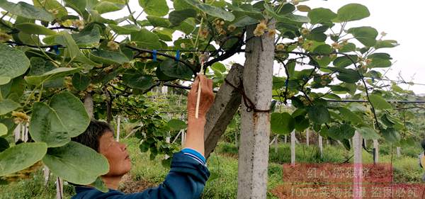 四川苍溪县猕猴桃产业发展局 关于使用商品猕猴桃花粉的预警预报