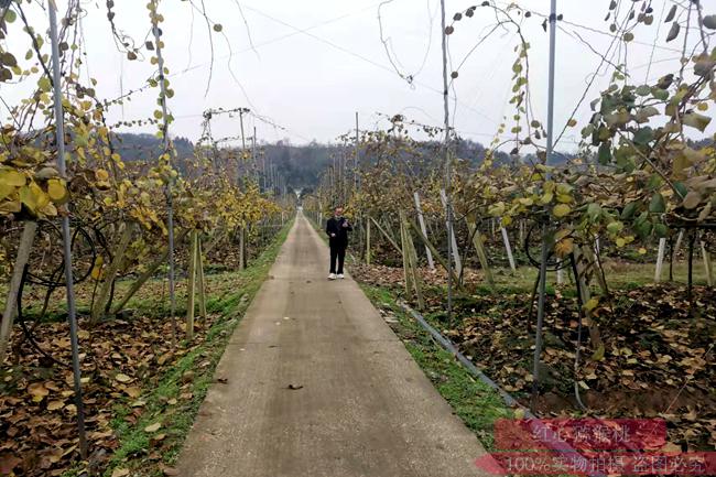 “阳光金果”大卖之后 佳沛诉高昊昱案后续