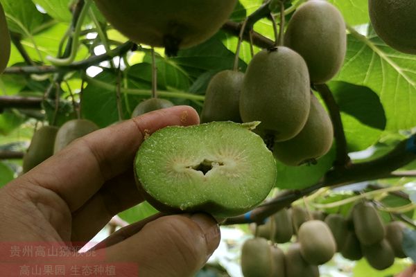 猕猴桃疏果 确保品质和效益提sheng