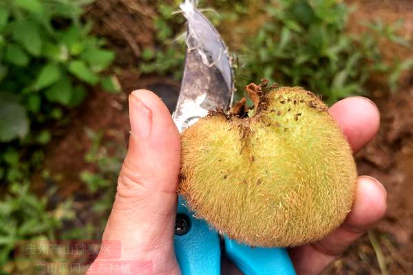猕猴桃疏果 确保品质和效益提sheng