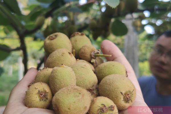 中国醋栗的前世今生 新西兰猕猴桃的发展过程 今天在贵州遵义发展壮大