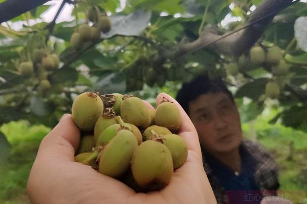 湖北赤壁黄心猕猴桃受到市场追捧 一斤卖到30元