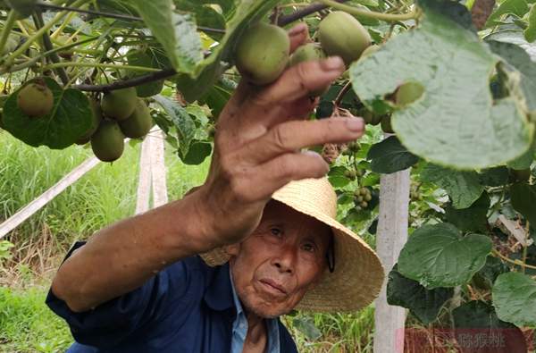 贵州六盘水凉都红公司在月亮河乡流转土地发展猕猴桃产业