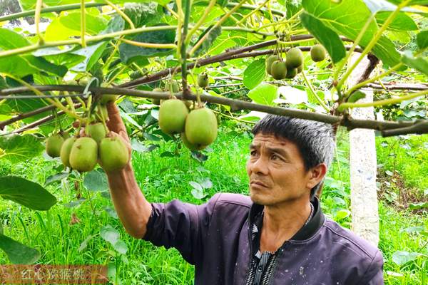 眉县猕猴桃种植面积和产量已经超过新西兰