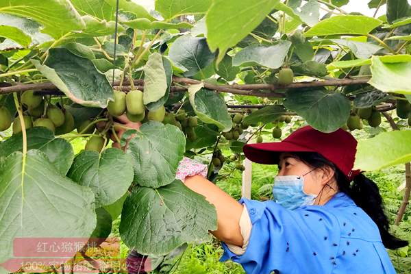 在湖南省郴州市桂阳县荷叶镇有机猕猴桃树上挂满了铃铛般的果实