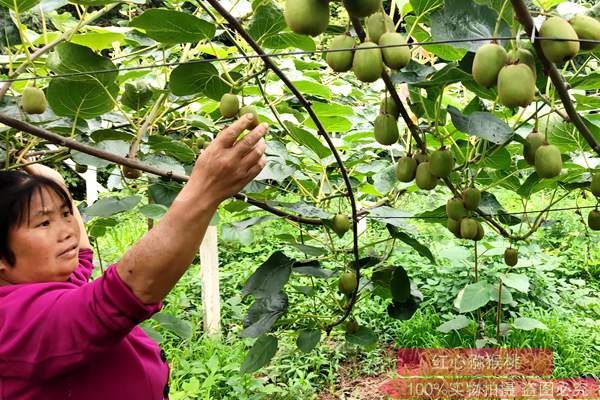 湖南永州江华县种植一百多亩红心猕猴桃
