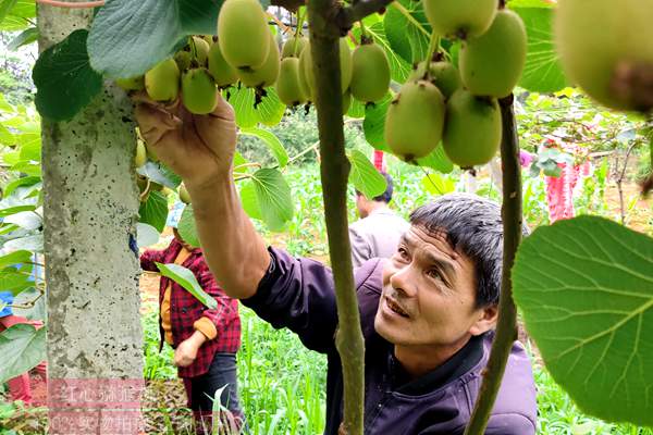 湖南省隆回县金石桥镇猕猴桃产业带动贫困户端上“金饭碗”