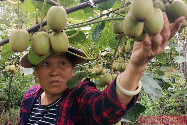 陕西省周至万亩猕猴桃树上挂满了铃铛般的果实