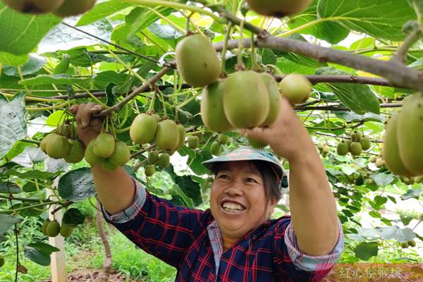 湖北宜昌充分利用野生有机猕猴桃资源 有效地带动了当地的产业发展