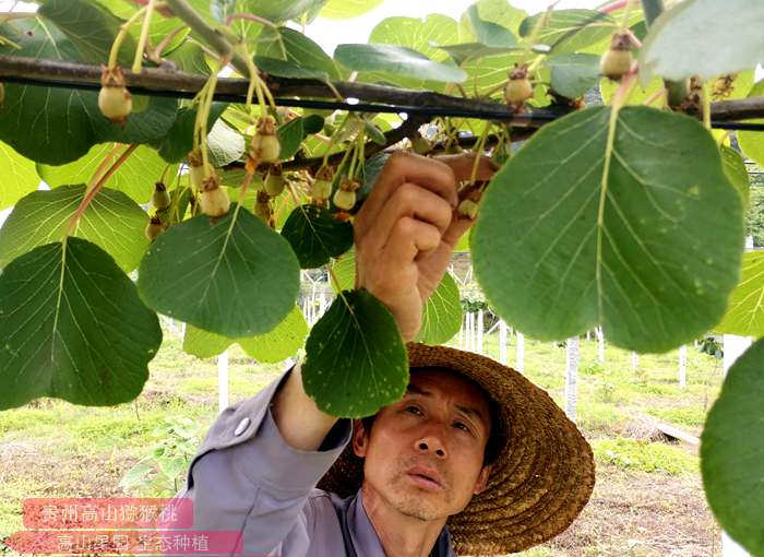 猕猴桃果园幼果 四川地区猕猴桃病毒 1 的 RT-PCR 检测及外壳 蛋白基因序列分析