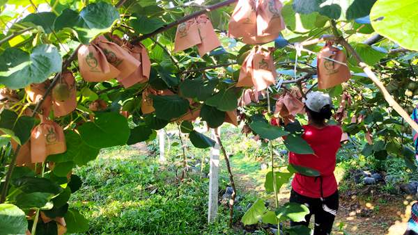 在贵州六盘水六枝特区大用红心猕猴桃产业园基地