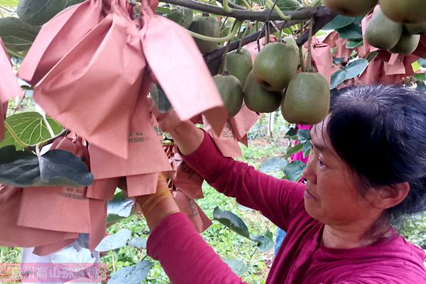 福建猕猴桃选果称重 猕猴桃果袋纠纷来龙去脉