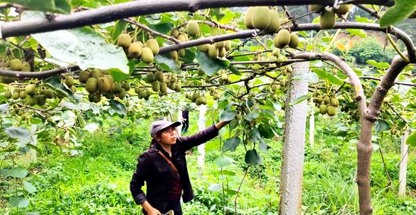 湖北赤壁神山兴农科技有限公司旗下的有机猕猴桃种植基地面积一万亩