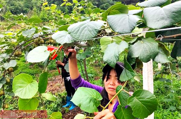 大型猕猴桃基地夏季七月份施肥要点 贵州遵义播宏果园配图