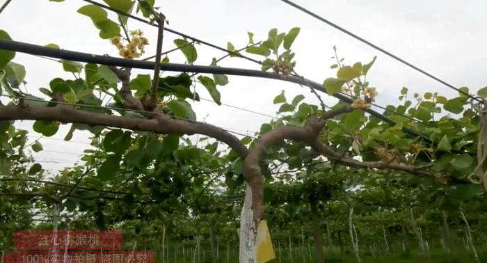 贵州水城红心猕猴桃果实生长期 果园管护技术