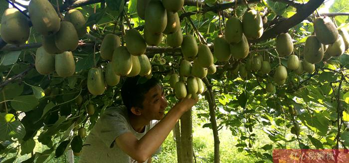 猕猴桃挂满枝头 小朋友也参与给猕猴桃授粉工作
