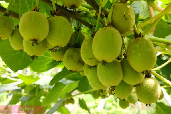 湖南旭翔农业开发有限公司的猕猴桃种植基地位于金竹山镇坪塘居委会