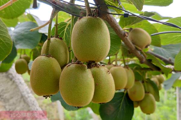 四川雅安是公认的优质红心猕猴桃产地，这里产的猕猴桃果香怡人，口感甜糯