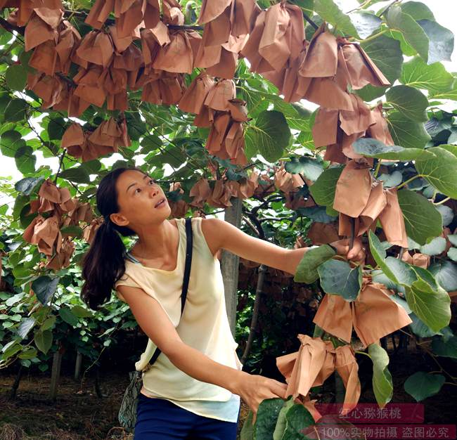 成都猕猴桃 袁红超带头成立了四川成都邛崃市宏扬猕猴桃专业合作社
