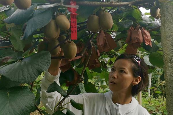 四川“蒲江猕猴桃”优良品种赢得市场