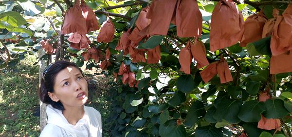 贵州省遵义市红花岗区专家为农户讲解红心猕猴桃种植技术