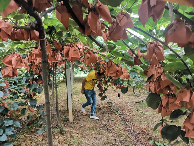 雨樟镇打造两万亩猕猴桃示范基地