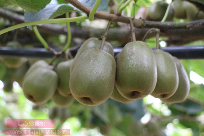 重庆江津红心猕猴桃成熟了