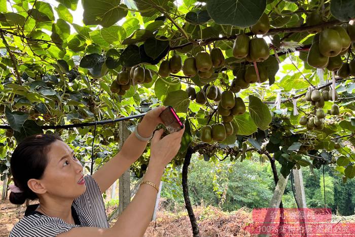 供应链管理模式引进上海种都建成红心猕猴桃新品种