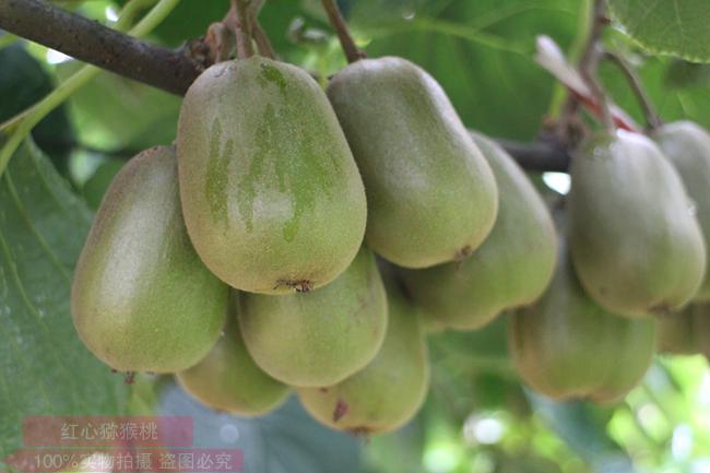 新西兰政府高度重视猕猴桃产业的开发
